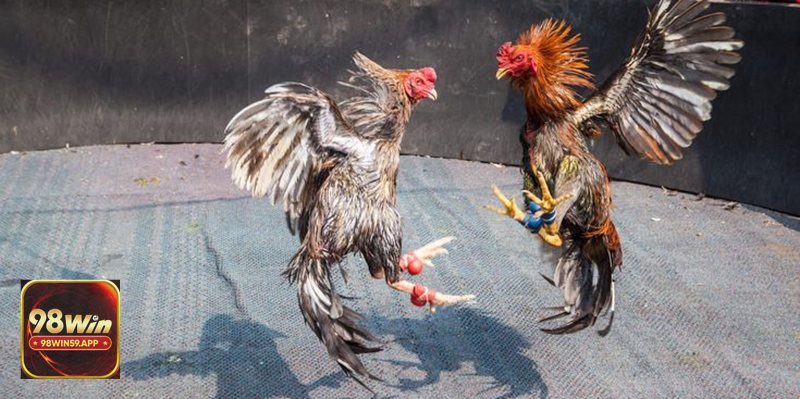 Đá Gà 98win59  - Kho game đá gà phong phú